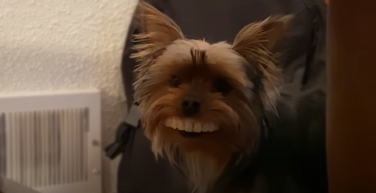 Dog Steals Owner's Fake Novelty Teeth and Things Get Hilarious