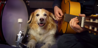 dog-playing-drum-featured-image