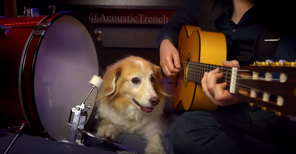 dog-playing-drum