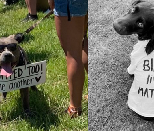 People Are Posting Photos of Dogs Protesting for Justice and They’re Adorable