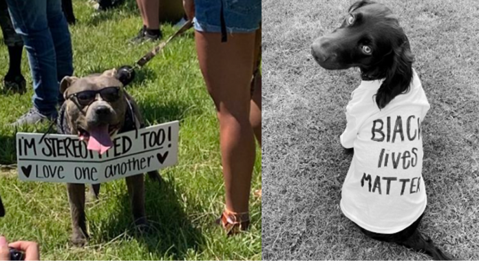 People Are Posting Photos of Dogs Protesting for Justice and They’re Adorable