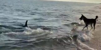 dolphin-dog-playing-surf-featured-image