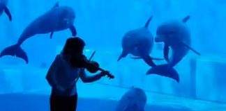 dolphins-swarm-violinist-aquarium-featured-image