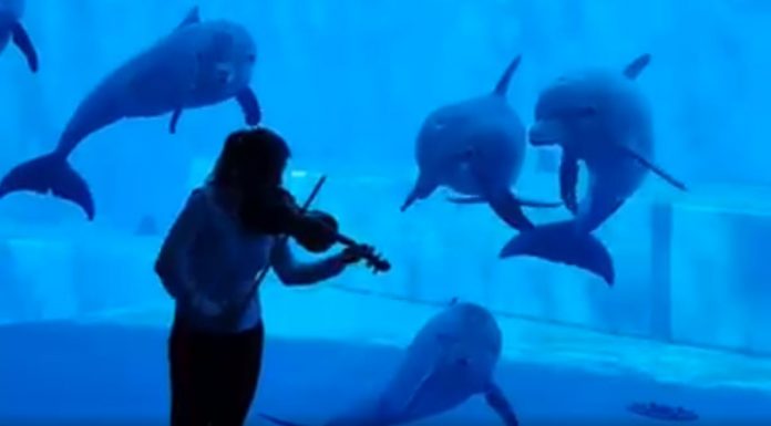 Dolphins Swarm to the Glass When They Hear Violinist Playing for Them dolphins-swarm-violinist-aquarium-featured-image