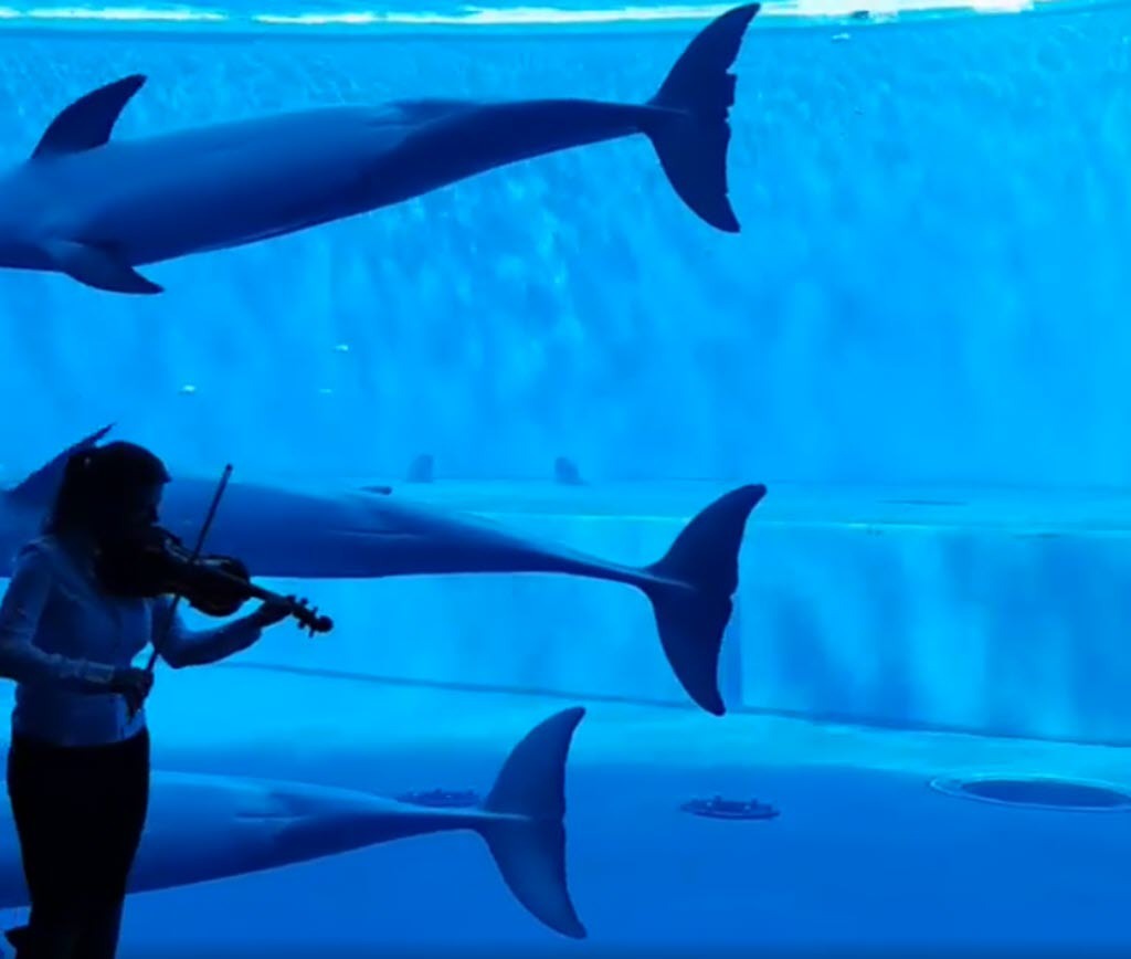 dolphins-violinist-swarm-aquarium