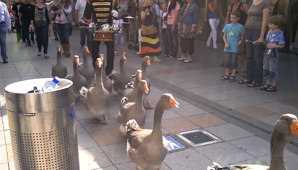 ducks marching band