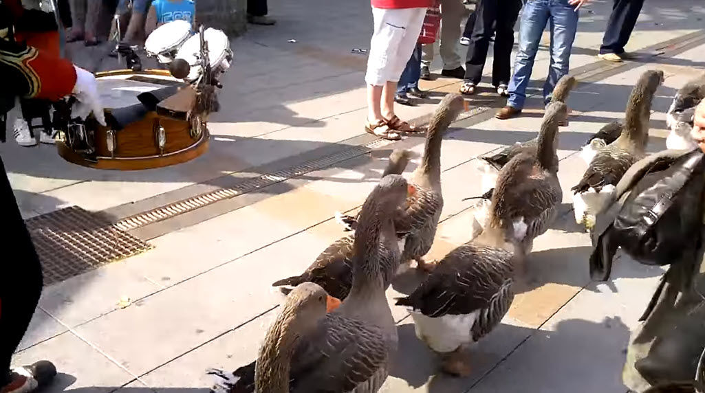 ducks marching band