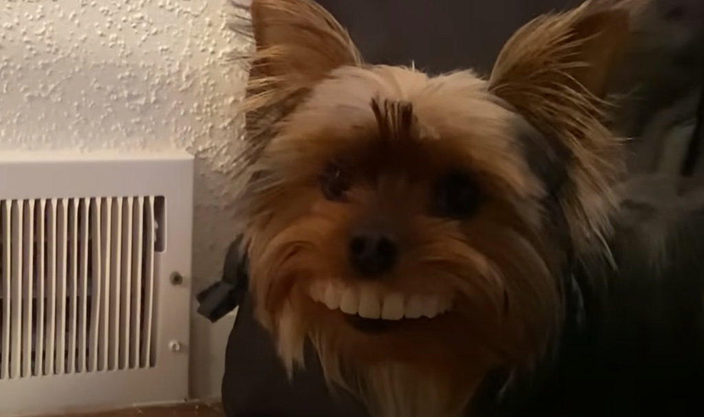 false-teeth-dog