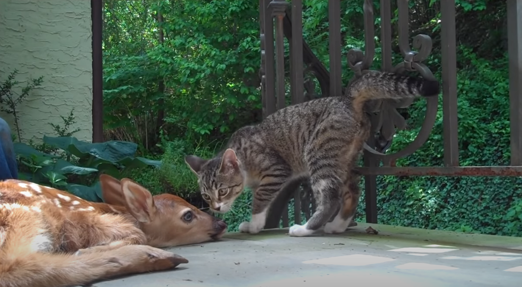 fawn-baby-deer-curious-kitten-porch