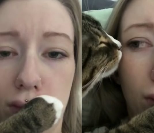 Pepe le Pew Cat’s Love Won’t Be Denied Even As Owner Squirms Away