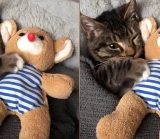 Need An Cute Fix? This Video Of A Kitten Cuddling His Stuffed Toy Should Do The Trick