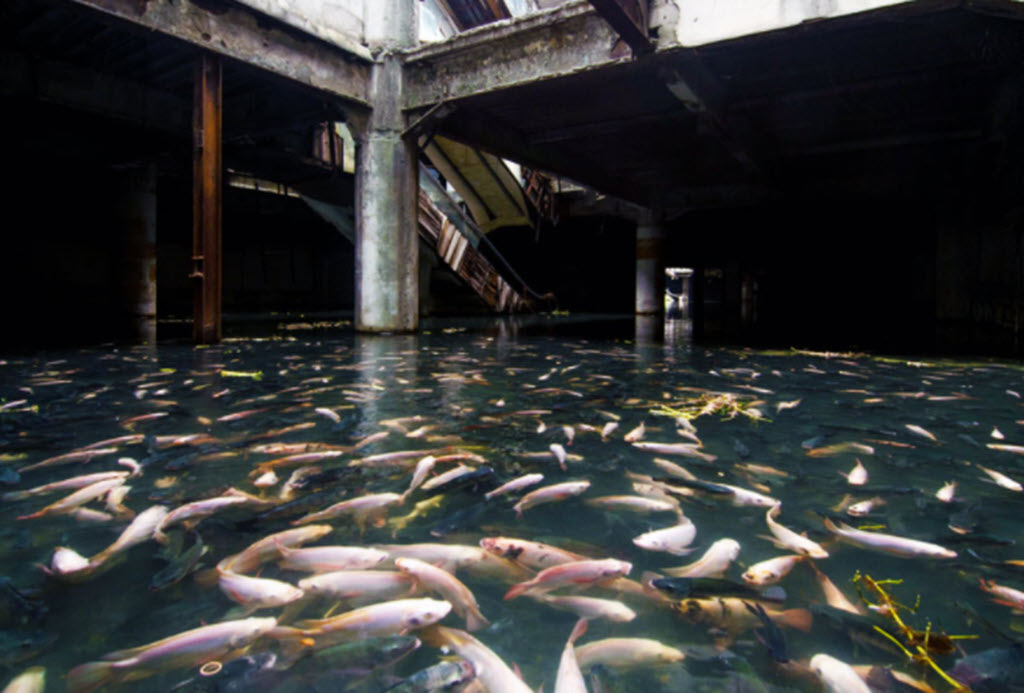 Fish take over abandoned shopping mall in Bangkok Thailand