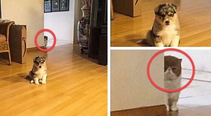 Funny cat photos and videos jealous cat puppy