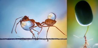 hard-working-ants-garden-iphone-photos-featured-image