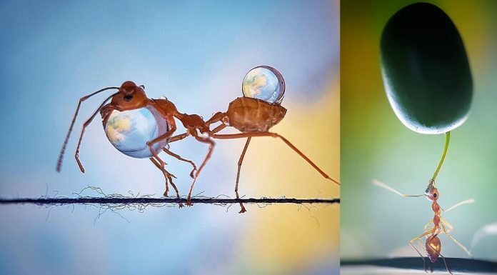 Photographer Takes Award-Winning Smartphone Photos of Hardworking Ants in Her Garden hard-working-ants-garden-iphone-photos-featured-image