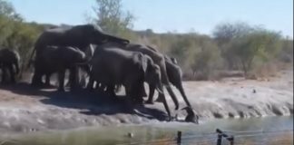 herd-of-elephants-tries-rescue-baby-elephant-featured-image