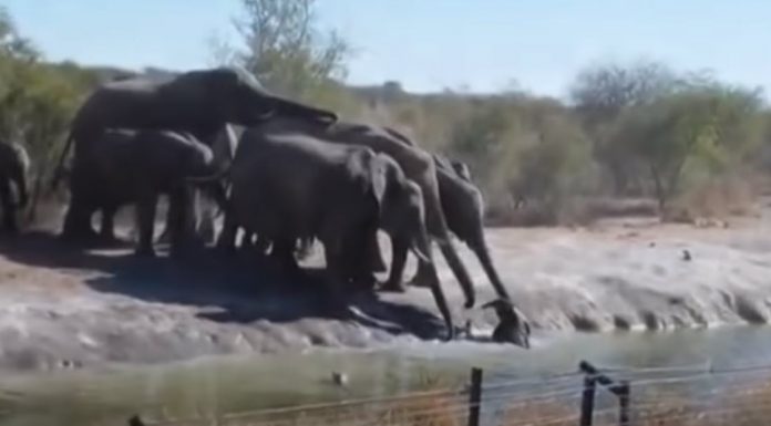 Heart-Stopping Moment When a Herd of Elephants Tries to Rescue a Baby Elephant herd-of-elephants-tries-rescue-baby-elephant-featured-image