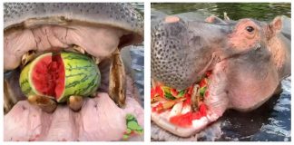 hippo-eating-watermelon-featured-image