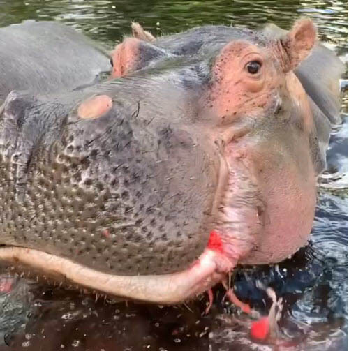 hippo-eating-watermelon