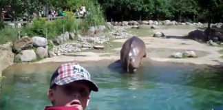 hippo-fart-alarms-onlookers-kids-featured-image