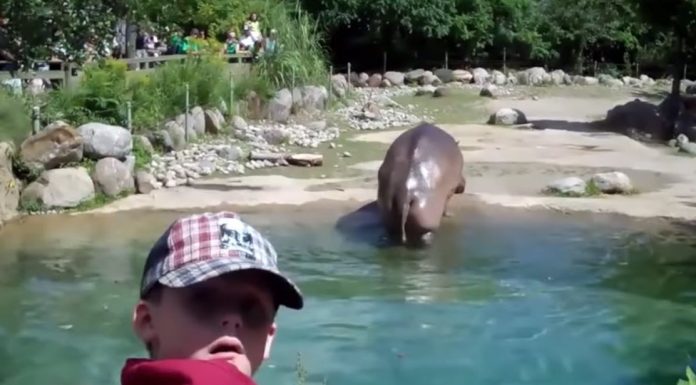 Hippo Lets Out World’s Biggest Fart, Hilariously Freaks Out a Bunch of Kids hippo-fart-alarms-onlookers-kids-featured-image