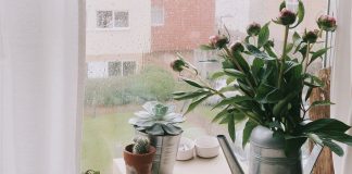 house-plants-moving-time-lapse-video-featured-image