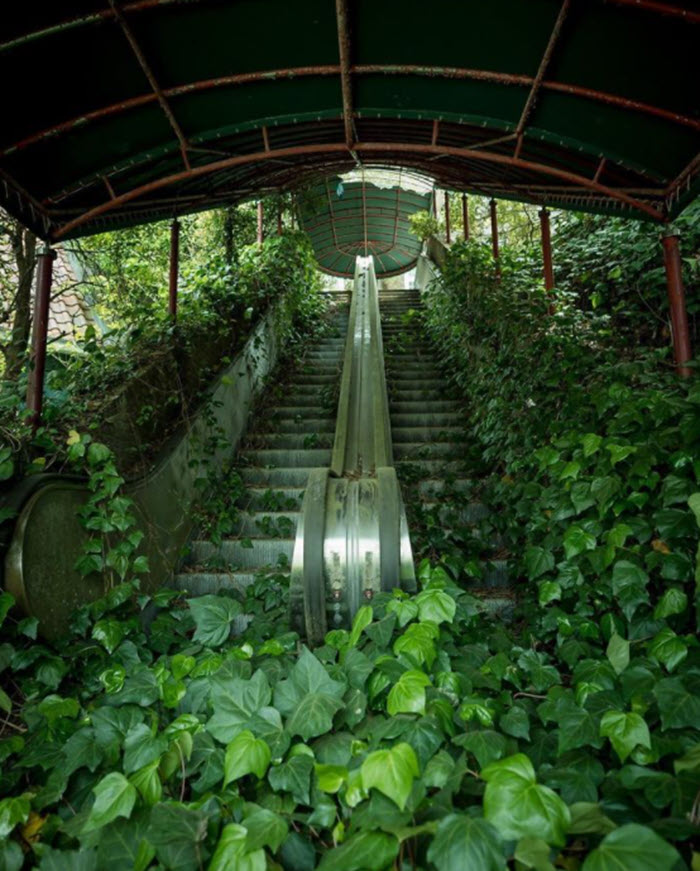 Ivy on abandoned escalator