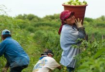 The Most Common Jobs Held By Immigrants, State By State