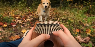 kalimba-cant-help-falling-in-love-dog-featured-image
