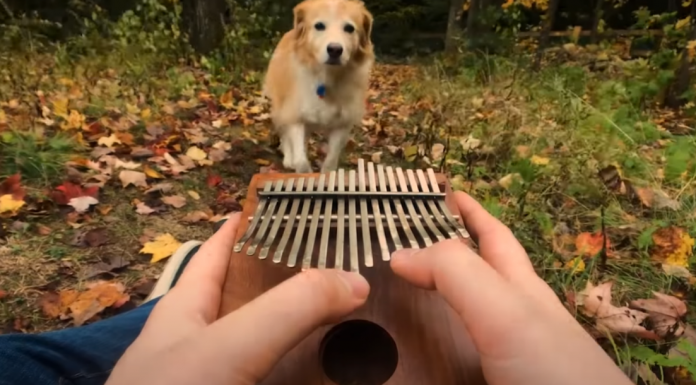 kalimba-cant-help-falling-in-love-dog-featured-image