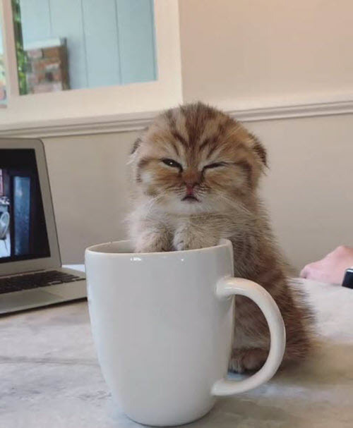 kitten-asleep-coffee