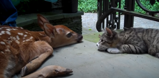 kitten-curious-baby-deer-porch-featured-image