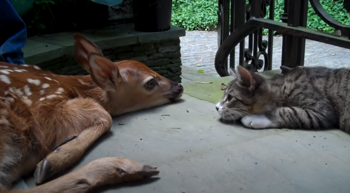 This Kitten Can’t Contain Her Curiosity When She Spots a Baby Deer on Her Porch kitten-curious-baby-deer-porch-featured-image