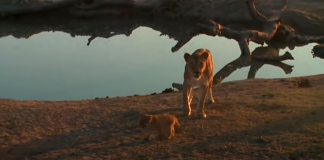 lion-mom-annoyed-featured-image