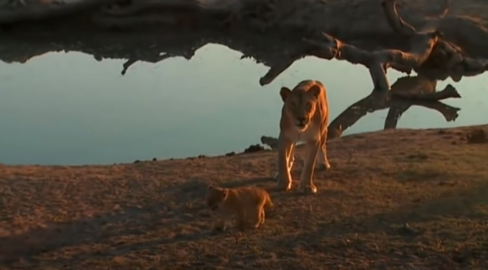 lion-mom-annoyed-featured-image