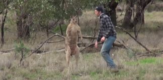 man-punches-kangaroo-in-face-featured-image