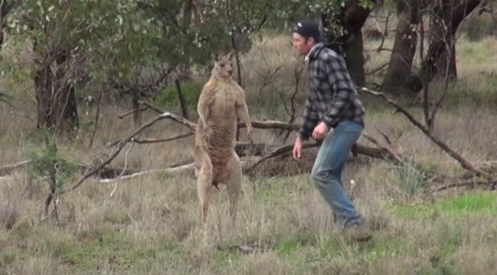 man-punches-kangaroo-in-face-featured-image