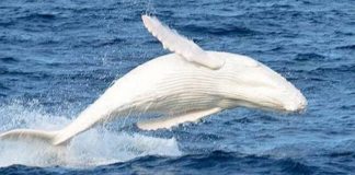 Migaloo the white albino whale