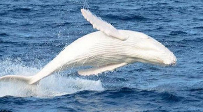 Migaloo: The Rare Albino Humpback Whale Was Just Spotted Off the Australian Coast Migaloo the white albino whale