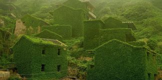Photos nature taking over civilization