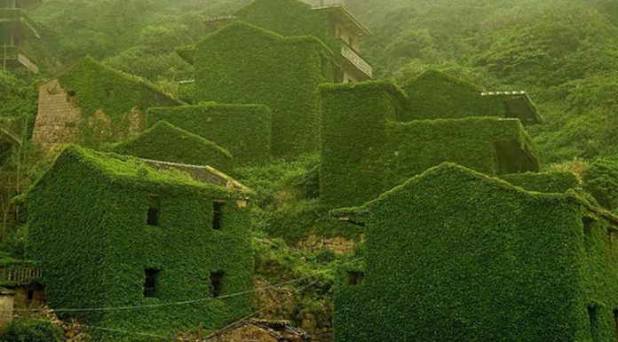 Photos nature taking over civilization