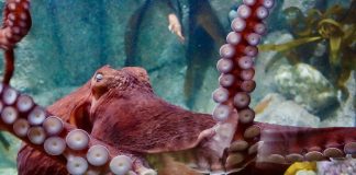 Octopus facts color changing octopus is sleeping and dreaming