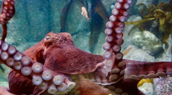 Octopus facts color changing octopus is sleeping and dreaming
