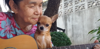 old-lady-dog-featured-image