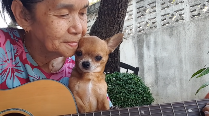 old-lady-dog-featured-image