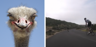 ostrich running after bicycles chasing cyclists