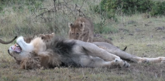 papa-lion-baby-cubs-featured-image