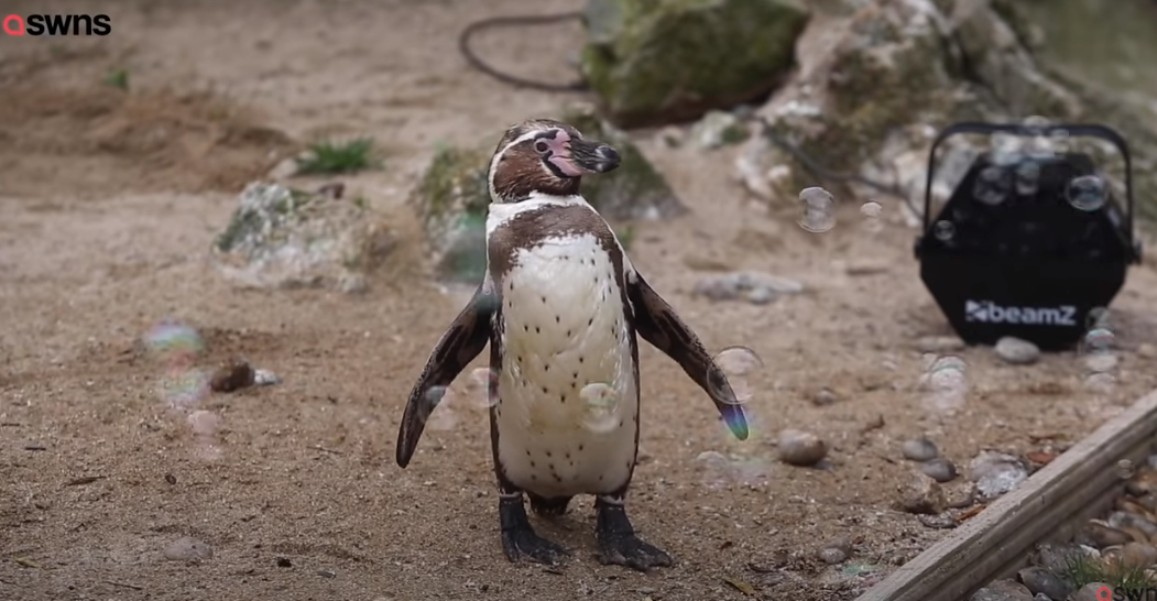 Penguin bubbles