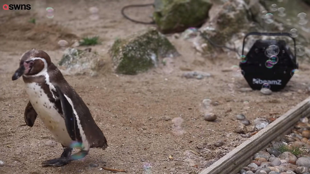 Penguins chasing bubbles
