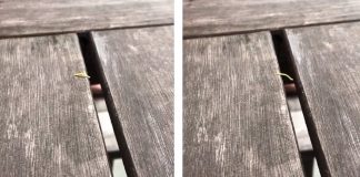 people-cheer-inchworm-crossing-gap-featured-image